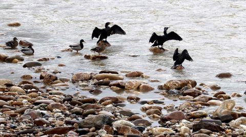 Cormoranes y azulones en el r�o Nal�n, en una imagen de archivo