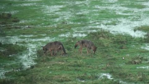 Fotograma del v�deo �La primavera del lobo�