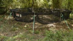 Las trampas consisten en estructuras circulares de red abiertas, que se controlan con c�maras, y se bajan una vez que entra toda la familia para que no pueda salir