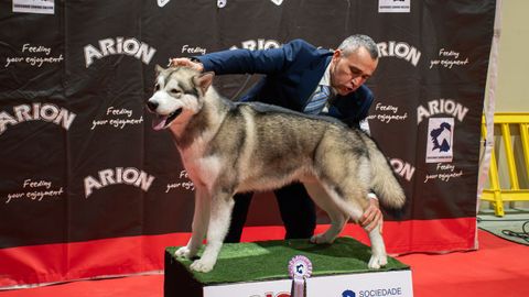 Primer d�a de la Exposici�n Nacional Canina en Lugo