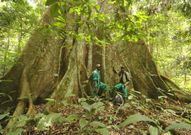 Los bosques tropicales, como este en el Congo, sufren p�rdida de efectivos por la deforestaci�n.