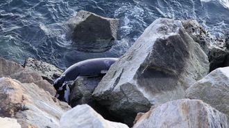 La Costa da Morte es escenario a menudo de varamientos 