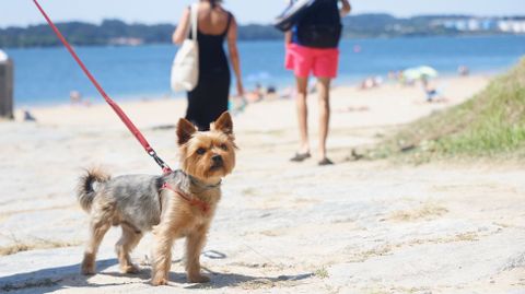 Un perro con correa a la entrada de la playa