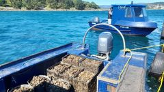 Siembra de ostra en concesiones de Noia