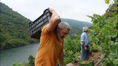 Vendimia de uva blanca en Vi�a Cazoga, el pasado 28 de agosto, la primera de esta campa�a