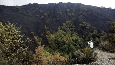 Cela, hace un ao, en la va de Degrada a Doiras.La imagen muestra a una ladera calcinada, aunque con frondosas que aguantaron