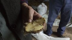 Las zonas donde se ha detectado la polilla dejar�n de producir durante dos a�os