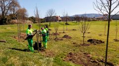 Plantaci�n de �rboles en el campus de Gij�n