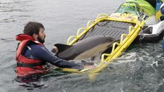 Rescatan a quince delfines varados en la ensenada de A Malata