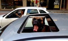 Ourense capital fue una de las localidades que m�s calor pasaron ayer, con 36� de m�xima.