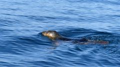 Liberan a dos cr�as de foca gris, rescatadas en diciembre en Gij�n y Luarca