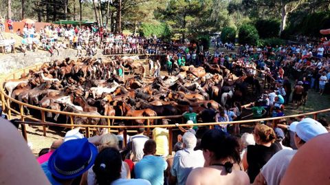 Una de las rapas das bestas que se celebran en la provincia, Amil en la foto