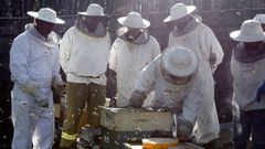 Muestra de sistema de alimentacin de abejas dentro de las colmenas para evitar ser capturadas por avispas asiticas