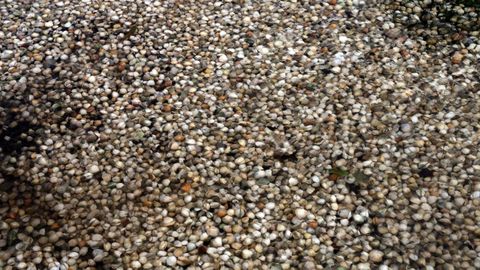 Marisco muerto en la playa de Testal, en Noia