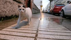 Un gato vagabundo, en una imagen de archivo.