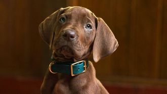 El cachorro que dar� vida a Scooby-Doo