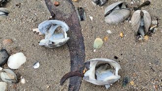 Almejas muertas en las playas de Vilaxo�n.