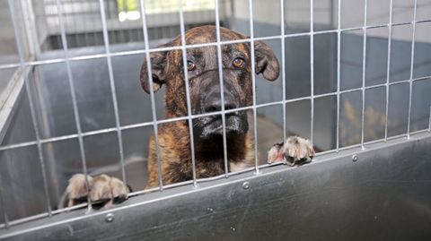 En la protectora de animales Os Palleiros cuidan actualmente 96 perros.