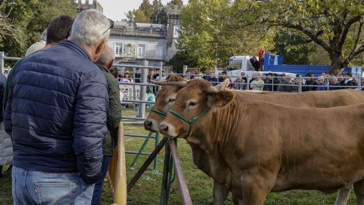 Subasta de�15 novillas de rubia gallega en Adai, O Corgo