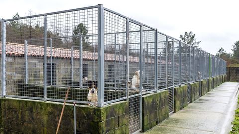 Refugio de A Medela, propiedad del Concello de O Carballi�o, que gestiona la Diputaci�n para los animales recogidos en la comarca