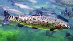 Un ejemplar de trucha arcoiris