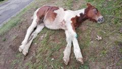 El veterinario de la potra de Teverga da explicaciones