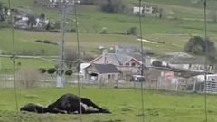 Una vaca agonizando en Lourenz