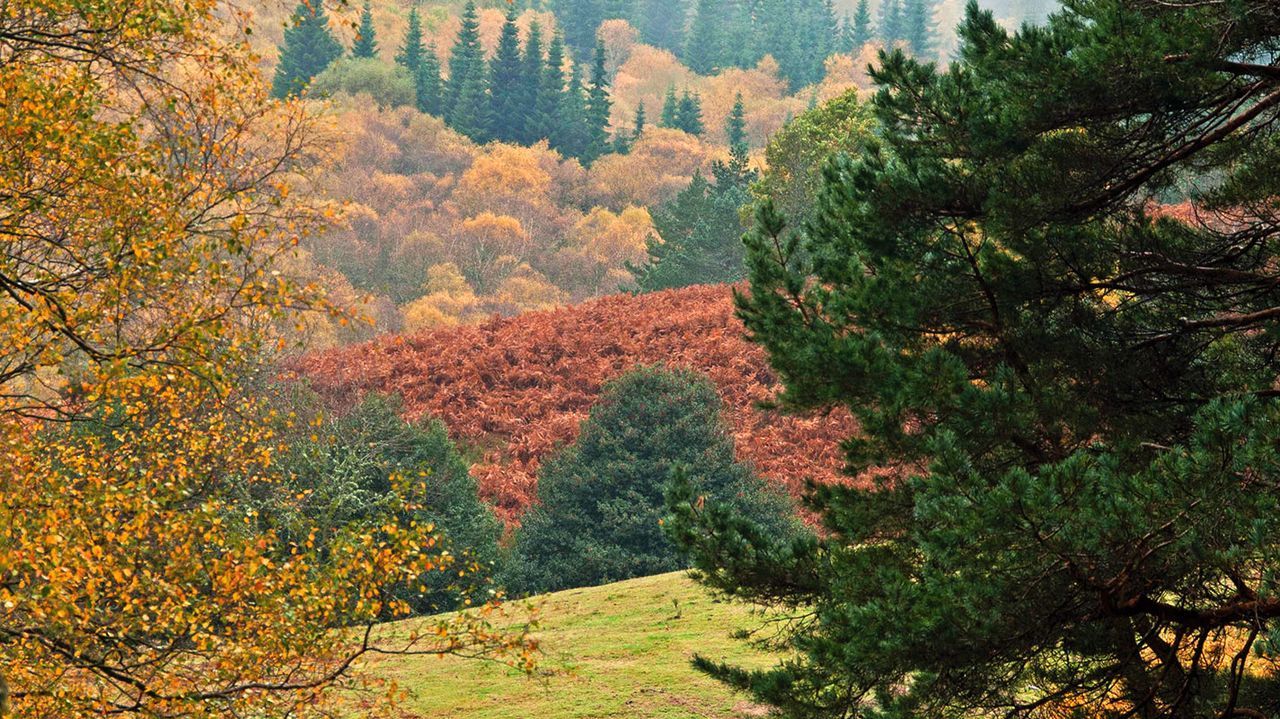 Ocho imponentes bosques gallegos para visitar durante este otoño
