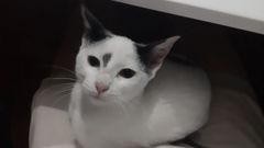 Gato, el felino rescatado de un tejado de Sarria y devuelto a su familia gracias a la colaboraci�n entre los vecinos