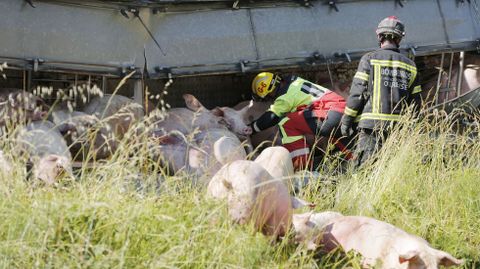 Los servicios de emergencias ayudaron a los cerdos a salir del remolque.