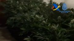 Desmanteladas en Gerona diez plantaciones de marihuana que dejaban sin luz a un pueblo entero