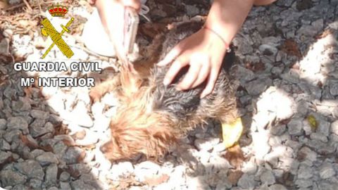 Uno de los perros rescatados del veh�culo por la Guardia Civil