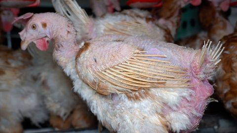 Estado de una gallina encerrada en una jaula