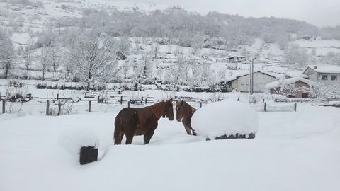 La nieve ha cubierto los prados, dejando a los caballos sin pasto