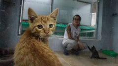 En la protectora Progape est�n preocupados por la falta de espacio para los gatos