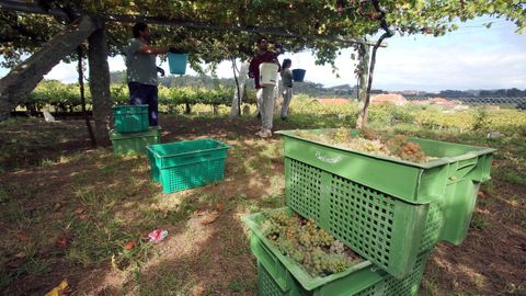 R�as Baixas acaba de�recoger la�cosecha m�s abundante de su historia, con m�s de 47 millones de kilos de uvas