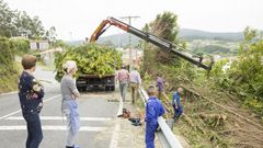 Tala de �rboles en la carretera de Ponteceso a Corme