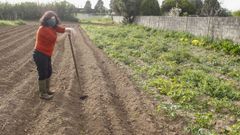 Margarita S�nchez, vecina de Ares de 71 a�os, en su plantaci�n de patatas en la zona de Estacas
