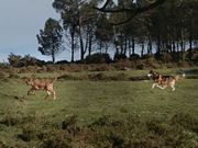 En directo. Lojo retrat� el ataque de un perro salvaje a un ternero en un prado de la sierra durante el fin de semana. 