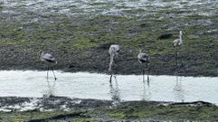 Los cuatro flamencos juveniles que han recalado en las salinas de Paredes, en Vilaboa