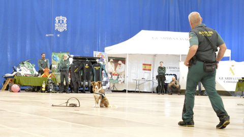 Efectivos caninos con la Guardia Civil en Pontedeume. 