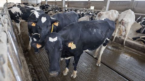 En Galicia, todo animal que llega desde fuera de la comunidad tiene que pasar una cuarentena de 21 d�as