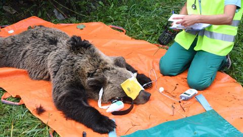 Marcaje de oso pardo 