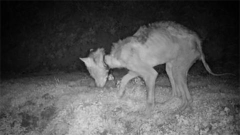 Un lobo con una de las trampas al cuello