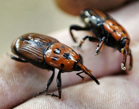 �Rhynchophorus ferrugineus�.