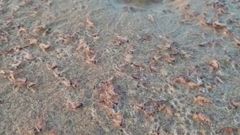 Millones de peque�os crust�ceos que cubren las playas del occidente hasta Galicia