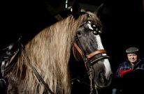 Guimarei acoger� una feria de compra-venta de caballos, pero no habr� espect�culos equinos.