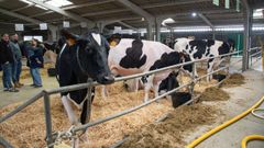 Subasta de ganado fris�n en Friol