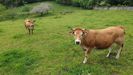 Vacas, asturiana de los valles