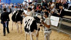 El recinto ferial de Guimarei ser� escenario hoy de un concurso de manejadores. 